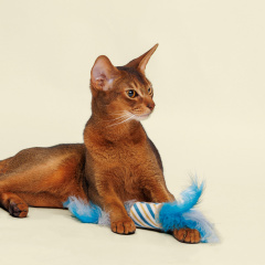 Игрушка-дразнилка с перьями для кошек Ролл Аквамарин, 27 см